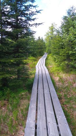 Wald-Weg-2-Coaching-K_Caesar-1.jpg